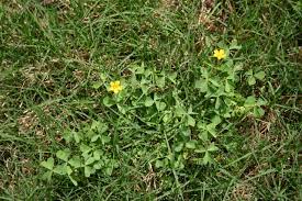 Wood sorrel is rich in vitamin c. Yellow Clover Wood Sorrel Oxalis In Fescue Walter Reeves The Georgia Gardener