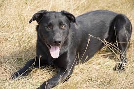 They now have a closed registry where pups out of registered parents are issued appendix papers. Dagley Ranch Chub One Eyed Hangin Tree Cowdog Facebook