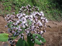 Image result for Vernonia anthelmintica
