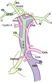 Some components are synthesised by hepatocytes (liver cells), the rest are extracted from the blood by the liver. References In Biliary Tract Anatomy And Its Relationship With Venous Drainage Journal Of Clinical And Experimental Hepatology
