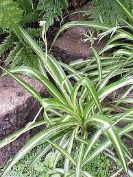 Image result for Chlorophytum blepharophyllum Schweinf. ex Baker