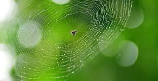Her basement is starting to flood. Where Do Spiders Hide In My Home Life S Dirty Clean Easy