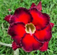 Image result for Hermbstaedtia fleckii