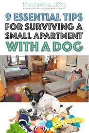 9 Essential Tips For Surviving A Small Apartment With A Dog The Broke Dog Apartment Dogs Dog Training Obedience Apartment Puppy