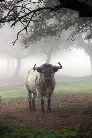 Resultado De Imagen De Toros De Guardiola Toros Bravos Toros De Lidia Toros