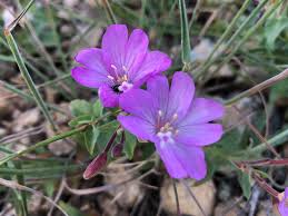 Image result for Epilobium stereophyllum