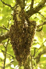 Honey bee swarm hanging from a tree branch. An Open Air Colony In A Pear Tree Honey Bee Suite