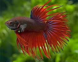 Aquariumdomain Com Betta Fish Betta Betta Fish Types