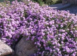 Purple Lantana Lantana Camara Lantana Plant Purple Lantana Rock Garden Plants