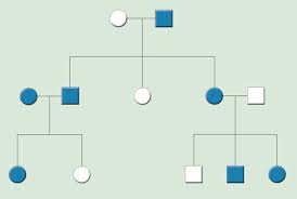 Molecular cytogenetic methods have taken center stage in cancer studies with the demonstration that cancers arise by chromosomal mechanisms such as gene amplification, oncogene activation by chromosome rearrangement, ectopic recombination leading to loss of. Sex Determination Human Somatic Cells Have 46 Chromosomes Or 23 Pairs Human Sex Cells Have 23 Chromosomes Pdf Free Download