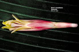 Image result for Musaceae