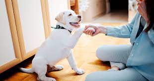 For the first couple of times say the command at the exact moment when they give you their paw. How To Teach Your Dog To Shake Zoetis Petcare