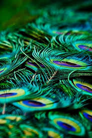 Pin By Vamsi Mallipeddi On Color Peacock Feathers Peacock Feather