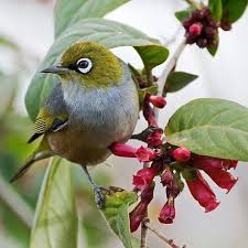 Silvereye In 2020 Australian Birds Beautiful Birds Pet Birds