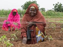 Enterprise Development In Nigeria Technoserve