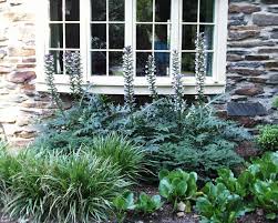 Image result for Acanthus