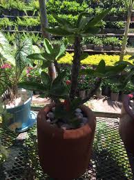 Vivero La Ceiba Macetas Listas Para Decorar Tus Facebook