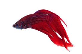 They are prettier and have longer finns. Betta Splendens Siamese Fighting Fish Red Male Live Tropical Aquarium Fish Buy Online In India At Desertcart In Productid 29342399