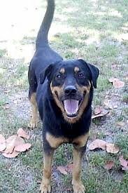 The amazing thing about shepweilers is the very high level of intelligence they've inherited from their parent breeds, which means they're very quick to learn and. Lab Rottweiler Mix Pet Rescue Of Miami Please Take A Look And Visit Their Website For Rottweiler Mix Rottweiler Cute Dogs