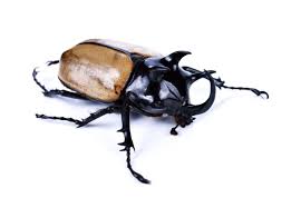 Jun 06, 2021 · in super mario world, yoshi's island is the first world of the game, as well as where yoshi is first met.it is located at the southwest portion of dinosaur land. Free Photo Front View Of Rhinoceros Beetle On White Background