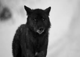 # alan # feel better # the hangover # wolf pack # loner. Changing Wolves Gif On Imgur