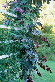 Clematis are very versatile, and it doesn't take much to encourage them to grow. Add These Gorgeous Flowering Vines To Your Yard Climbing Flowering Vines Fast Growing Flowers Fast Growing Vines