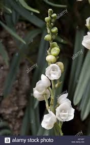 It is commonly referred to as the holy ghost orchid, dove orchid or flower of the holy spirit in english, and, as the flor del espiritu santo in spanish. Peristeria Elata Ist Eine Art Der Orchidee Die Aus Mittelamerika Ecuador Und Venezuela Stockfotografie Alamy
