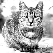 Cat euthanasia is a difficult, devastating decision. Are We Doing Too Much For Our Sick Pets