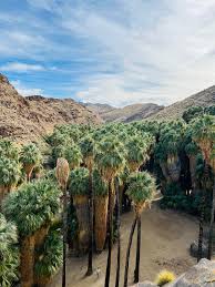 Image result for Washingtonia filifera