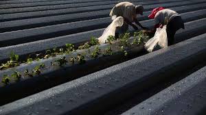Another strawberry season takes root in Plant City