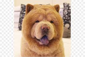 chow chow karelian bear kopek kopek cins kopek ayi seffaf png goruntusu
