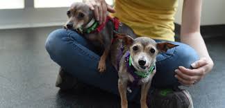 Астро программа backyard eos (прочитано 4775 раз). Adopt A Senior Pet Month Nine Year Old Chihuahuas Grace And Karen Find The Perfect Home Aspca
