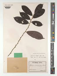 Image result for Octolepis