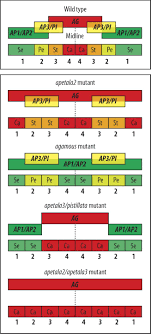 box7c2 jpg 653 1447 planting flowers biology periodic table