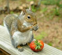 They Steal The Strawberries Out Of Your Garden And Laugh While They Eat Them What Do Squirrels Eat Squirrel Diet Squirrel