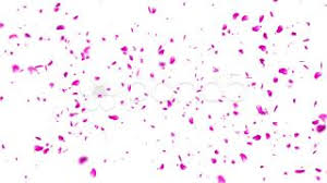 Sakura Petals Png Sakura Petals Transparent Background Freeiconspng Cherry blossom flower vector png, cherry blossom, flower vector. sakura petals png sakura petals
