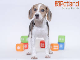 Beagle puppies for sale in florida can easily fit into the price range of a couple of hundred dollars, depending on the breed, age and size of the puppy. Petland Florida Has Beagle Puppies For Sale Check Out All Our Available Puppies Beagle Petlandkendall Petland Petland Beagle Puppy Puppy Friends Puppies
