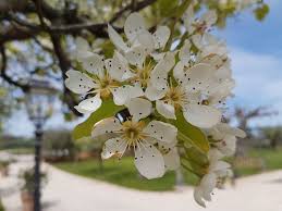 L'ape raccoglie il polline dai fiori dell'albero da frutto. Alberi Da Frutto In Fiore Picture Of Villa Pedossa Your Country Escape Senigallia Tripadvisor