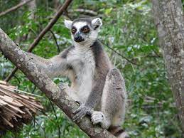 Tour In Madagascar Island African Continent The Golden Scope Lemur Madagascar Animal Facts