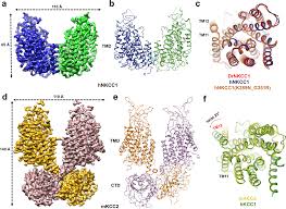 Your academic level, paper type and format, the number of pages and sources, discipline, and deadline. The Structural Basis Of Function And Regulation Of Neuronal Cotransporters Nkcc1 And Kcc2 Communications Biology