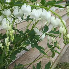 Image result for Dicentra spectabilis alba