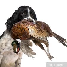 Image result for anglický špringršpaněl