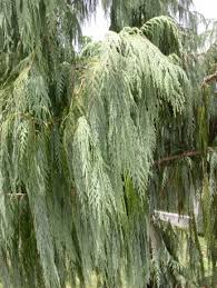 Image result for Cupressus torulosa
