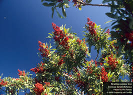 Image result for Tricalysia sp. E