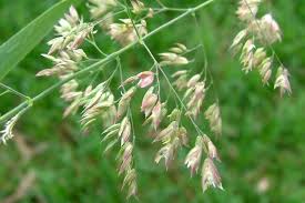 Image result for Holcus