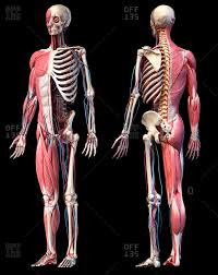 Affordable and search from millions of royalty free images, photos and vectors. Skeletal Stock Photos Offset