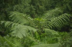 Image result for Pteris