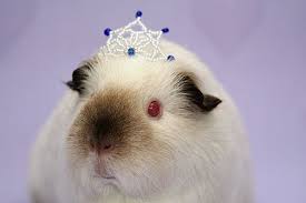 Princess Mei Mei Animals Princess