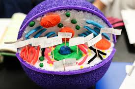 Check spelling or type a new query. Diagram 3d Cell Diagram Project Ideas Full Version Hd Quality Project Ideas Ritualdiagrams Congressoaip It