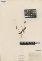 Image result for Eriosema angolense